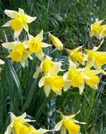) csupros nárcisz (Narcissus pseudonarcissus) tazetta nárcisz