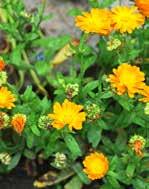 őszirózsa fajok (Aster sp.