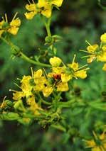 officinalis) 5.