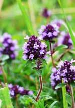angustifolia) kerti ruta (Ruta