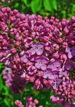 officinalis) kakukkfű fajok
