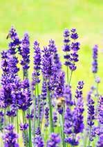 ) bazsalikom (Ocimum basalicum )