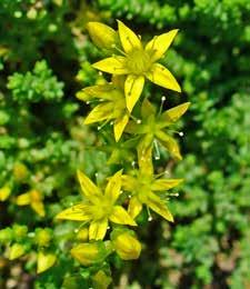 lonc (Lonicera tellmaniana)