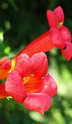 folyondár (Campsis radicans)