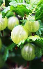 ) vadkörte (Pyrus pyraster) tölgy