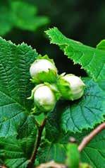 ), kajszibarack (Prunus armeniaca),