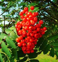 cerasus), alma (Malus domestica),