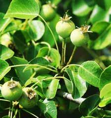 vinifera), málna (Rubus ideaus), füge