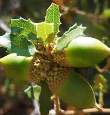 spicatum) dió (Juglans regia)