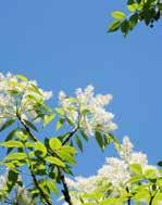 mannakőris (Fraxinus ornus) Cserjék madárbirs