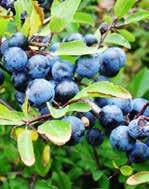 (Acer campestre), madárberkenye (Sorbus aucuparia),