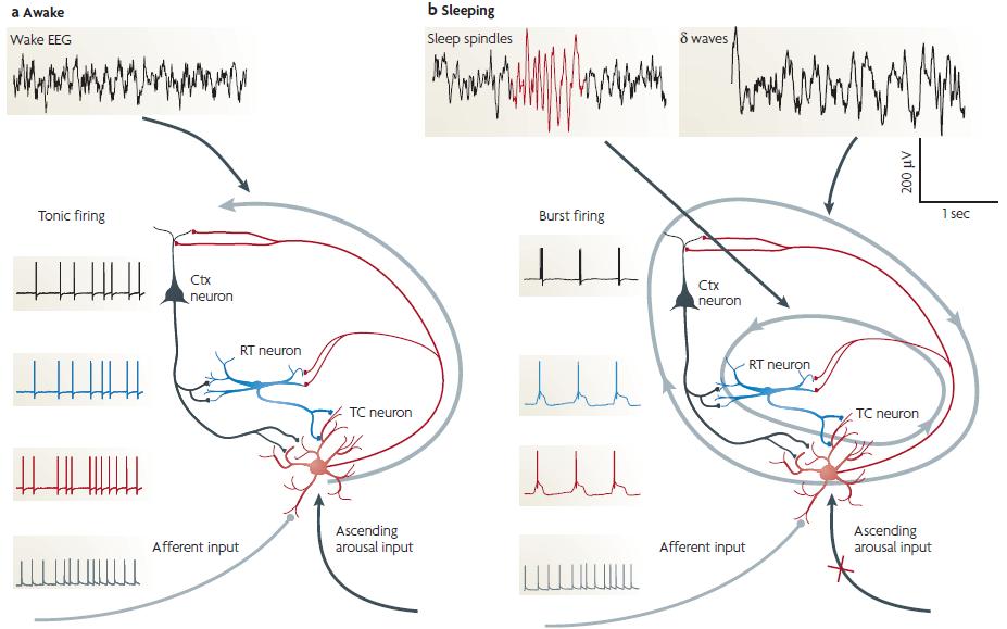 ORSÓ-GENEZIS A thalamocorticalis rendszer működésmódja az egyes alvás-ébrenlét
