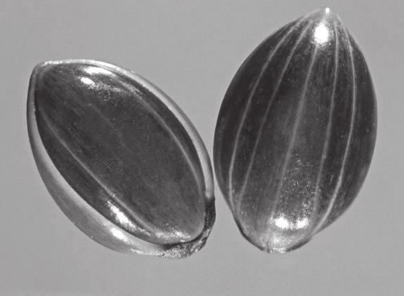 ruderale Szemtermés szélessége / Width of seeds (mm) Szemtermés hosszúsága / Length of seeds (mm) Szemtermés ezermagtömege / Thousand seed mass (g) Megnyúltsági mutató átlaga / Avarage of ratio of