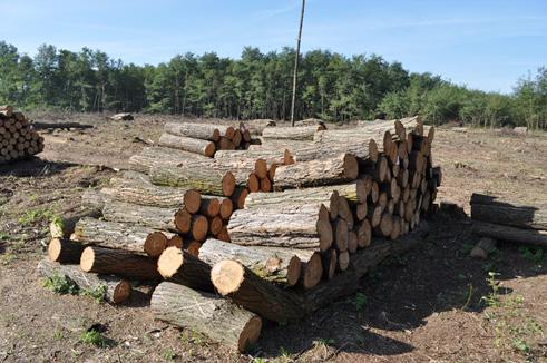 ábra): A bányavágatok biztosításainak bélelésére alkalmas hengeres választék. Kéreg nélküli csúcsátmérője 11 14 cm.