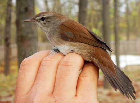 Dinnyés Fiala Zsuzsanna fiatal csüllő (Rissa tridactyla), a Kis-Balatonon (a zalavári gát közelében) egy laposcsőrű víztaposó (Phalaropus fulicarius), Novaj közelében és a Dinnyési-Fertőn pedig