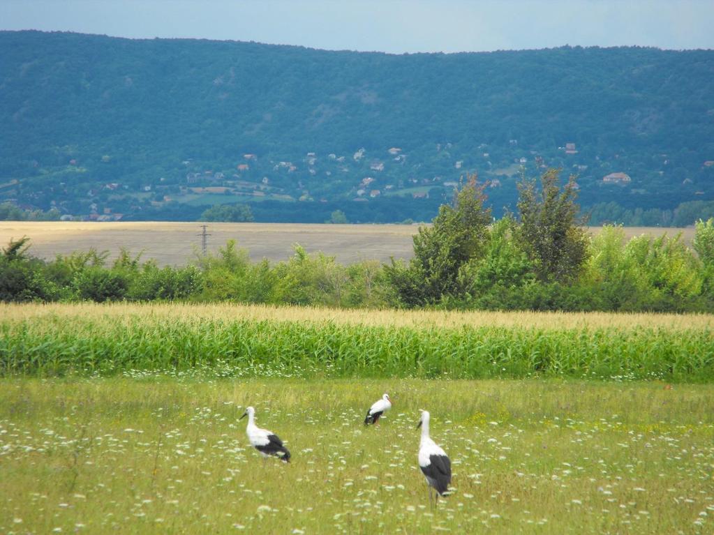 A Natura 2000 hálózat az Európai Unió 79/409/EEC - Madárvédelmi-, valamint az 92/43/EEC - Élőhelyvédelmi irányelv alapján létrehozott természetvédelmi hálózat, amelynek célja az EU területén