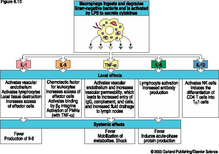 A makrofágok szerepe az akut gyulladásban: A Gram- baktérium eredetű LPS aktiválja a makrofágokat, melyek különböző citokineket termelnek Lokális hatások Érendotél és az effektor limfociták