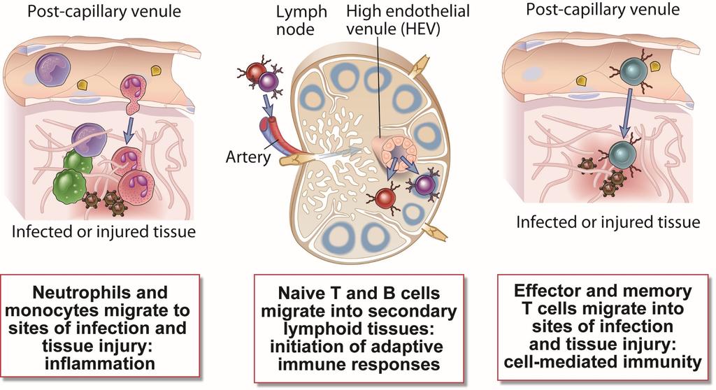 Leukocita migráció által biztosítoh folyamatok Fig. 3-1 All lymphocyte circulates approx. 1-2 times per day.