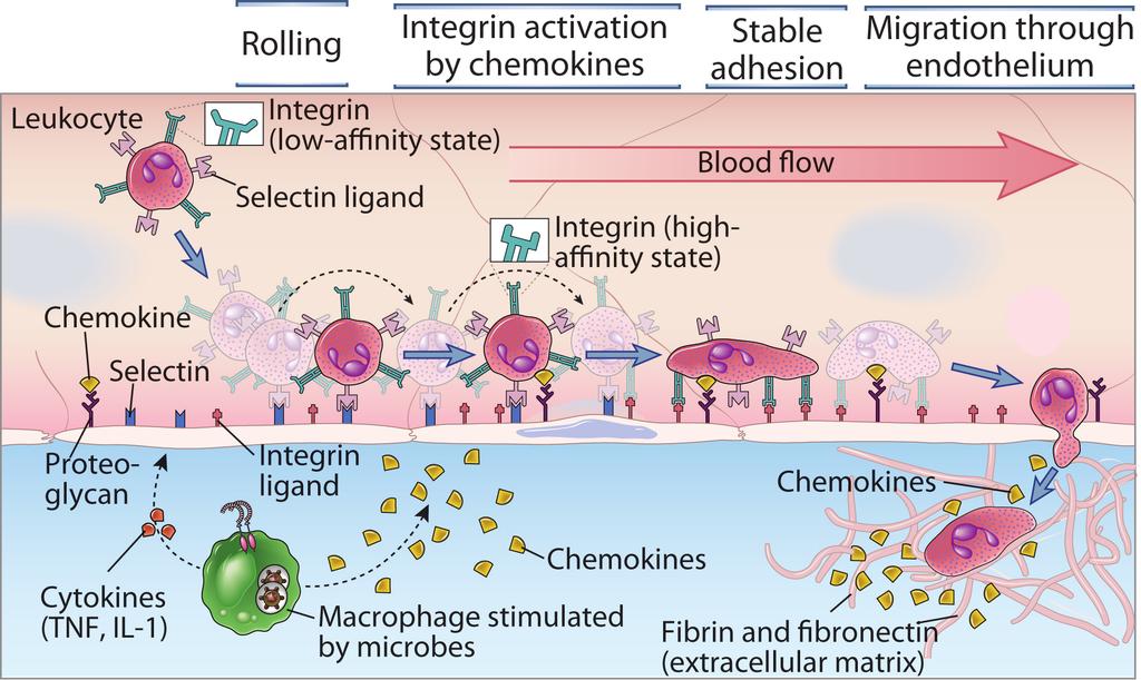 Leukocita toborzás a szövetekbe Fig. 3-3 Copyright 2011 by an imprint Elsevier Inc.