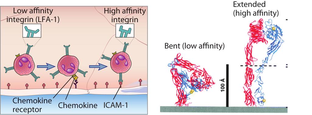 Integrin akeváció kemokinekkel Fig. 3-2 Abbas, Lichtman, and Pillai.