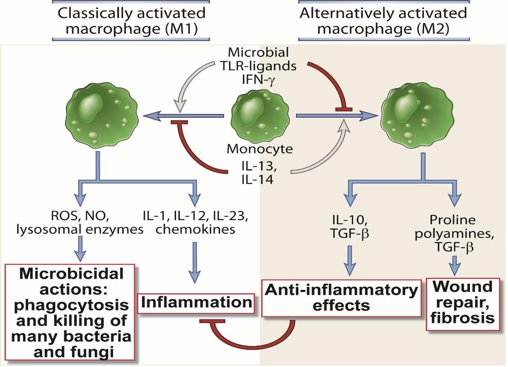 Makrofág polarizáció a gyulladásban Abbas, Lichtman, Pillai: Cellular and Molecular