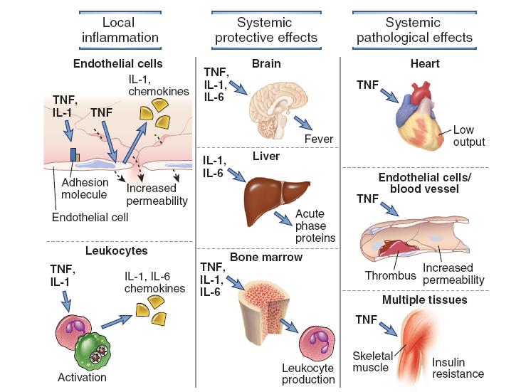 A TNFα koncentráció-függő hatásai TNF inhibitors, Steroids Abbas,