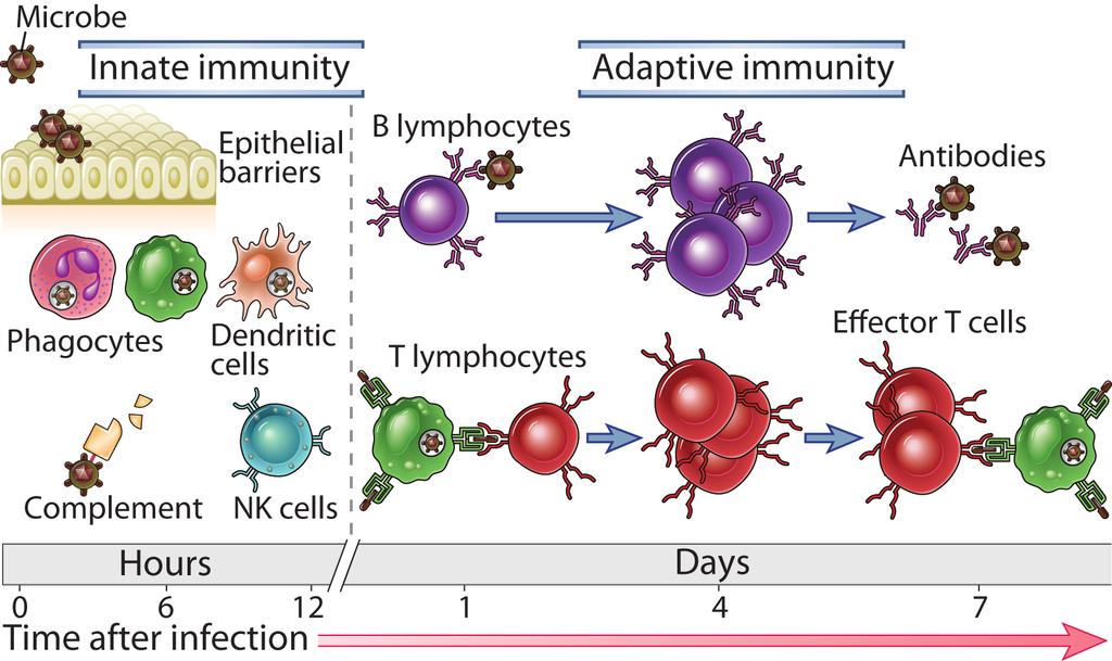 A veleszületeh és szerzeh immunitás kineekája Fig. 1-1 Copyright 2011 by Saunders, an imprint Elsevier Inc.