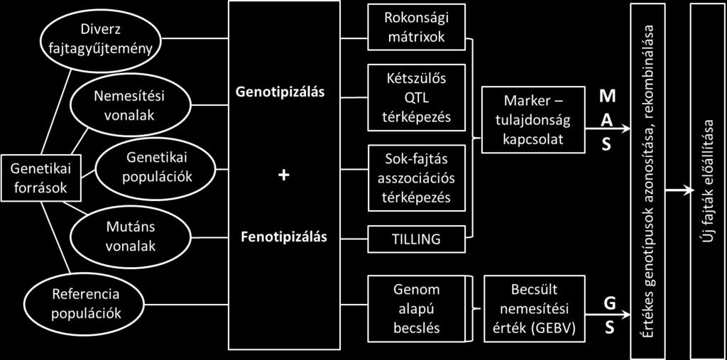 A technológiai fejlődésnek köszönhetően egyre több termesztett növényfajban készülnek el egy-egy referencia genom teljes szekvenálásával és a szekvenciák kromoszóma alapú annotálásával.