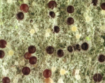 ábra: Búzalisztharmat (Blumeria graminis) a) tünete növényállományban (fotó: George Barron), b) oidium típusú konídiumtartói (fotó: George Barron) és c) érett és éretlen ivaros termőtestei