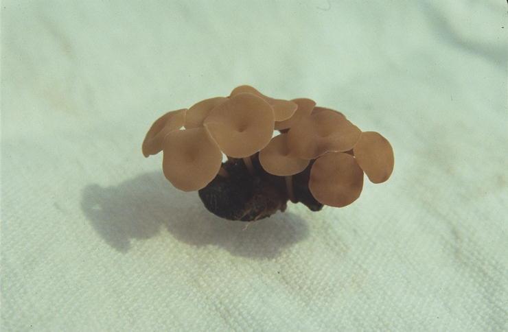 sclerotiorum szkleróciuma és apotéciumai (fotó: Botta Edina) c) szürkepenész (Botrytis cinerea) okozta tünetek szőlőbogyókon (fotó: Zsigó György) d) B.