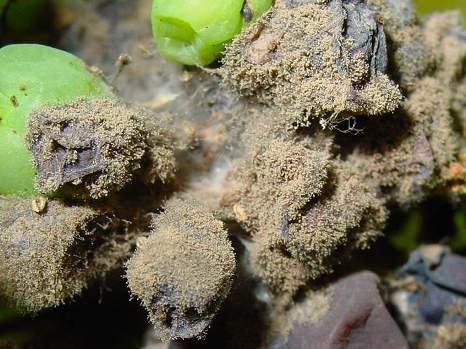 Gombaszerű szervezetek (fitoftóra, peronoszpóra) Burgonyavész (Phytophthora infestans) Általános jellemzők: hemibiotróf, több gazdanövényen él, nagy