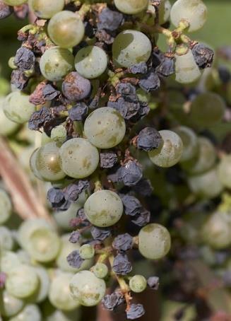 org/wiki/black_rot_(grape_disease) és c) szőlőtőkék korai elhalása (esca) tünetei szőlővessző faszövetében (forrás: http://www.villaappalaccia.com/esca.html). 3.