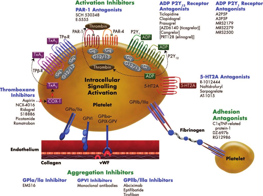 806 Circulation February 22, 2011 Downloaded from http://circ.ahajournals.org/ by guest on April 16, 2017 Figure 3. Currently available and novel antiplatelet agents under development.