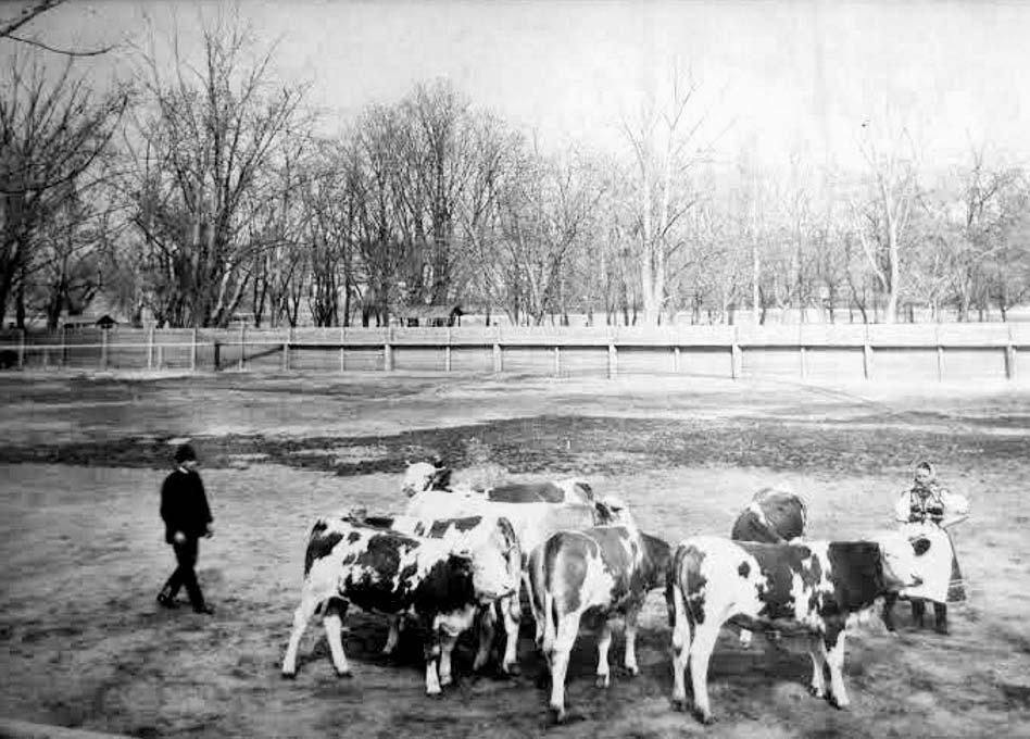 Nógrád - és Hont megyében az 1860-as években még a magyar szarvasmarhákat tenyésztették, hiszen a vasúti közlekedés fejletlensége miatt külföldrõl még nem hoztak tenyészállatokat.