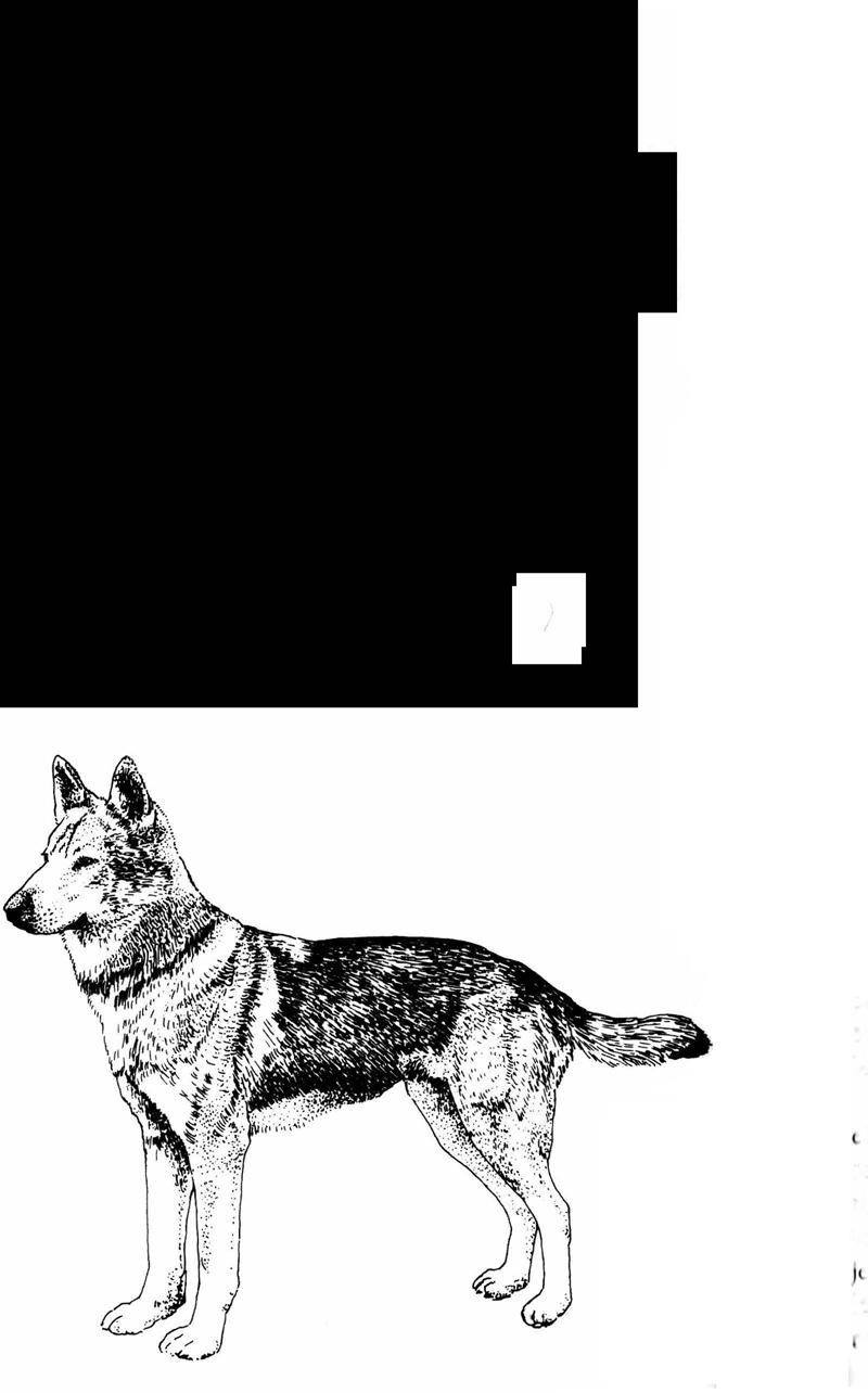 A kutyák szőrös gyerekek - PDF Ingyenes letöltés