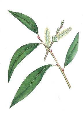 kapcsolatos