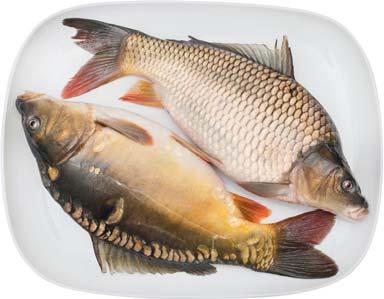 Hypophthalmichthys