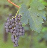 Szőlőfajták Cabernet Sauvignon Merlot Kékfrankos Chardonnay Olaszrizling Fehért bort adó szőlőfajták: