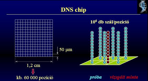 komplementer rövid DNS szakaszok.