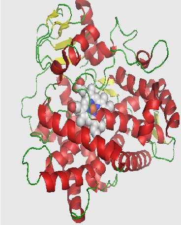 1970-es években fedezték fel, egyik legtöbbet kutatott metabolizáló enzim, több, mint 70 allélváltozat 4 fenotípus: CYP2D6 - lassú metabolizálók (kevéssé vagy nem funkcionáló CYP2D6 enzim), - közepes