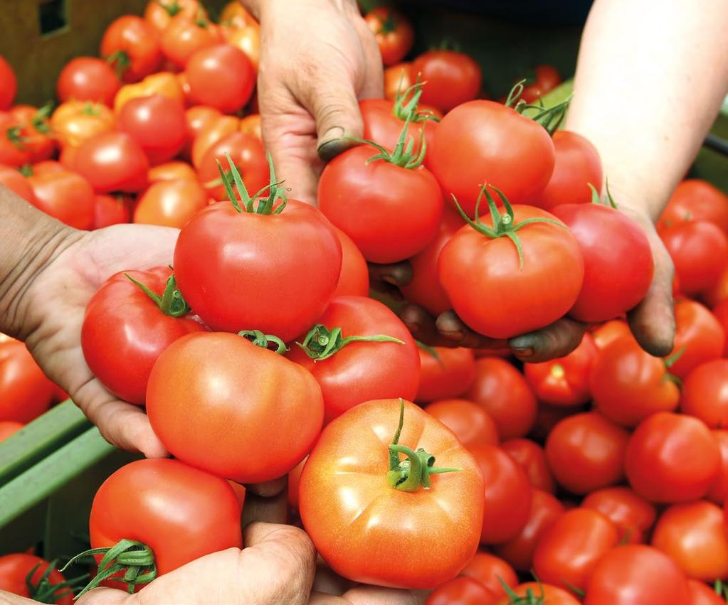 4 Agrárfoglalkoztatás A mezőgazdaságban, erdőgazdálkodásban, halászatban foglalkoztatottak száma 2016-ban az előző évhez képest 13,8 ezer fővel, 6,8 százalékkal 217,0 ezer főre bővült.