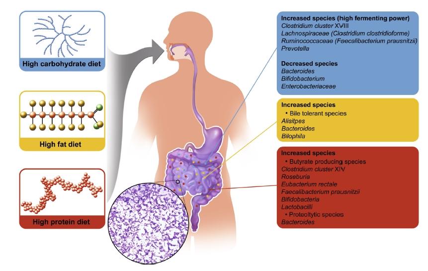 Forrás: Maryam Tidjani Alou, Jean-Christophe Lagier, Didier Raoult: Diet influence on the gut microbiota and