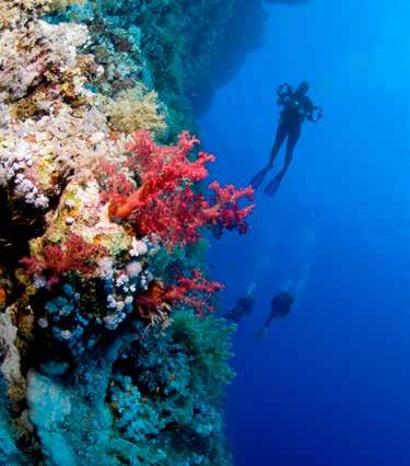 A kristálytiszta tengervíz búvárkodásra, sznorkelezésre kiválóan alkalmas, érdemes felfedezni a Vörös-tengerben