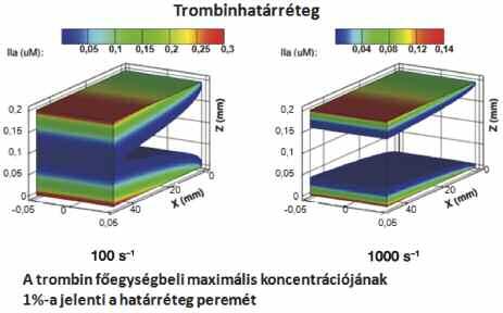 Mann és mtsai A trombinképződés szerepe a vérzéscsillapításban és az érelzáródásban 235 7. ábra.