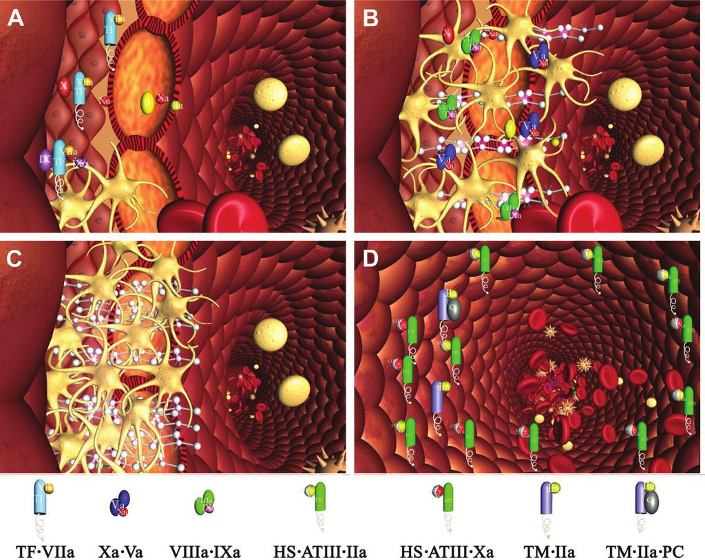 Mann Good and Bad Clots 227 Downloaded from http://circ.ahajournals.org/ by guest on April 20, 2017 Figure 2.