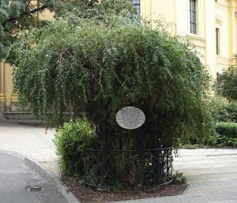 Ráadás Nyilas nagyon megszeppent Te Nyilas, tudod, mi a híres Debrecenbe? kérdezte Orczy. Nem. Az a bokor, ni! Mi? Az a bokor e, ott! Nem látod? Ott, annak a kis háznak az ablakába.