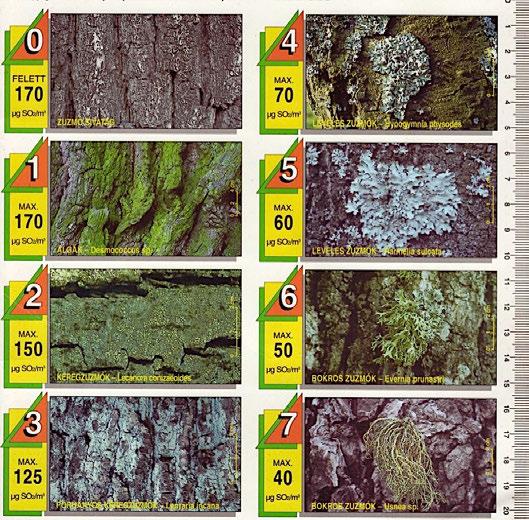 Légkörtani megfigyelési és mérési gyakorlatok 4.5. ábra. Zuzmóskála (forrás: Bylinska, L. Sendeczky, P. Dajdok, Z.