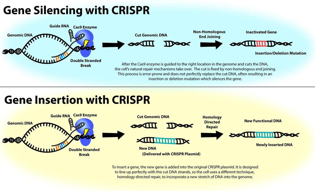 Genome editing CRISPR/Cas9 http://sitn.hms.har vard.