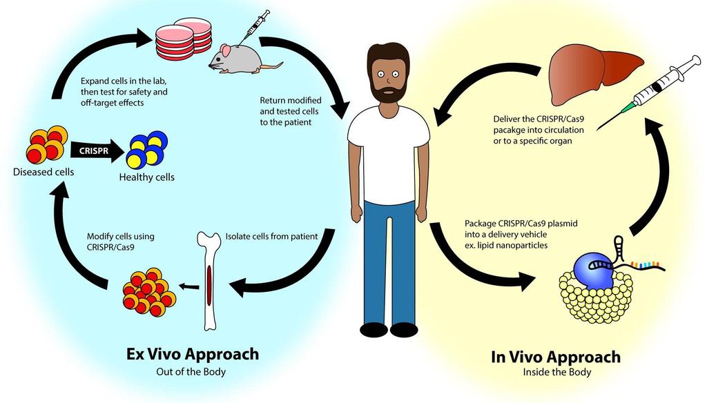 Genome editing Pl.: sarlósejtes vérszegénység gyógyítása http://sitn.hms.har vard.