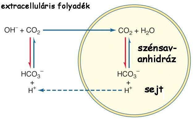 A szén-dioxid szállítása és leadása I.